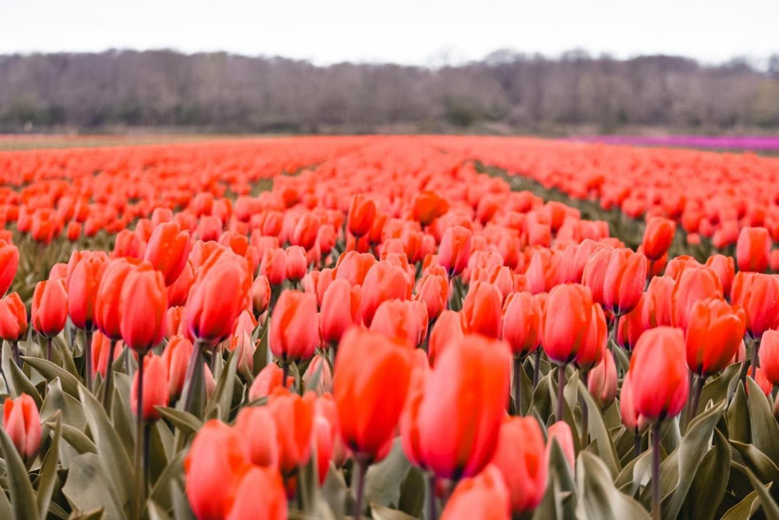 Marinapark Residentie Bloemendaal Hotell Vogelenzang Eksteriør bilde